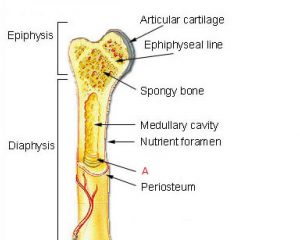 Corby Pre-Lay Bone Structure